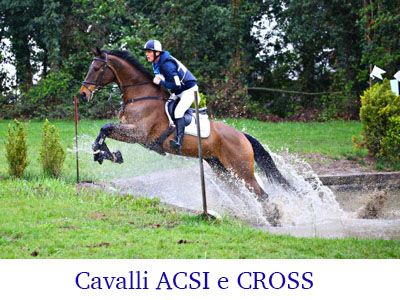 Cavalli